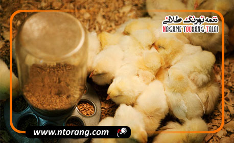بهینه سازی تغذیه در پرورش مدرن جوجه های گوشتی